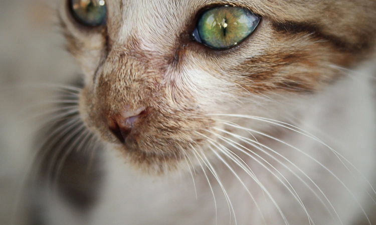 An excellent source of protein: Health, hype and hard truths